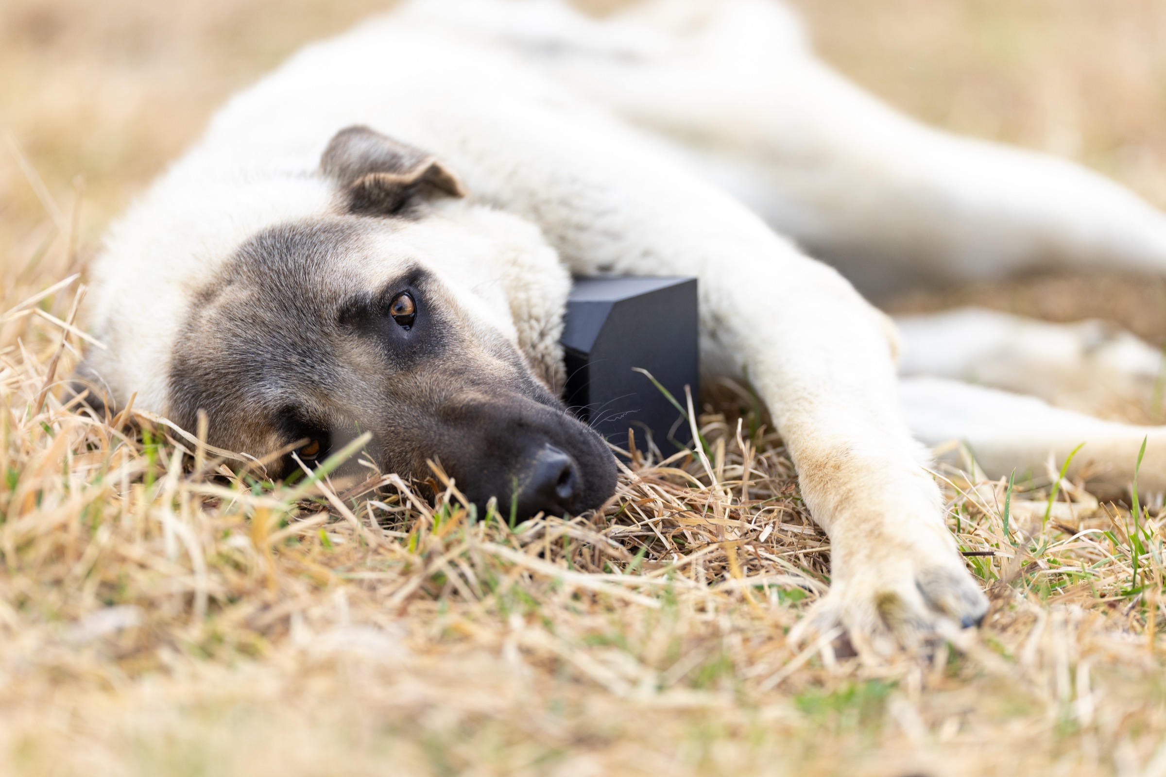 StayTrack Digital Cowbell collar
