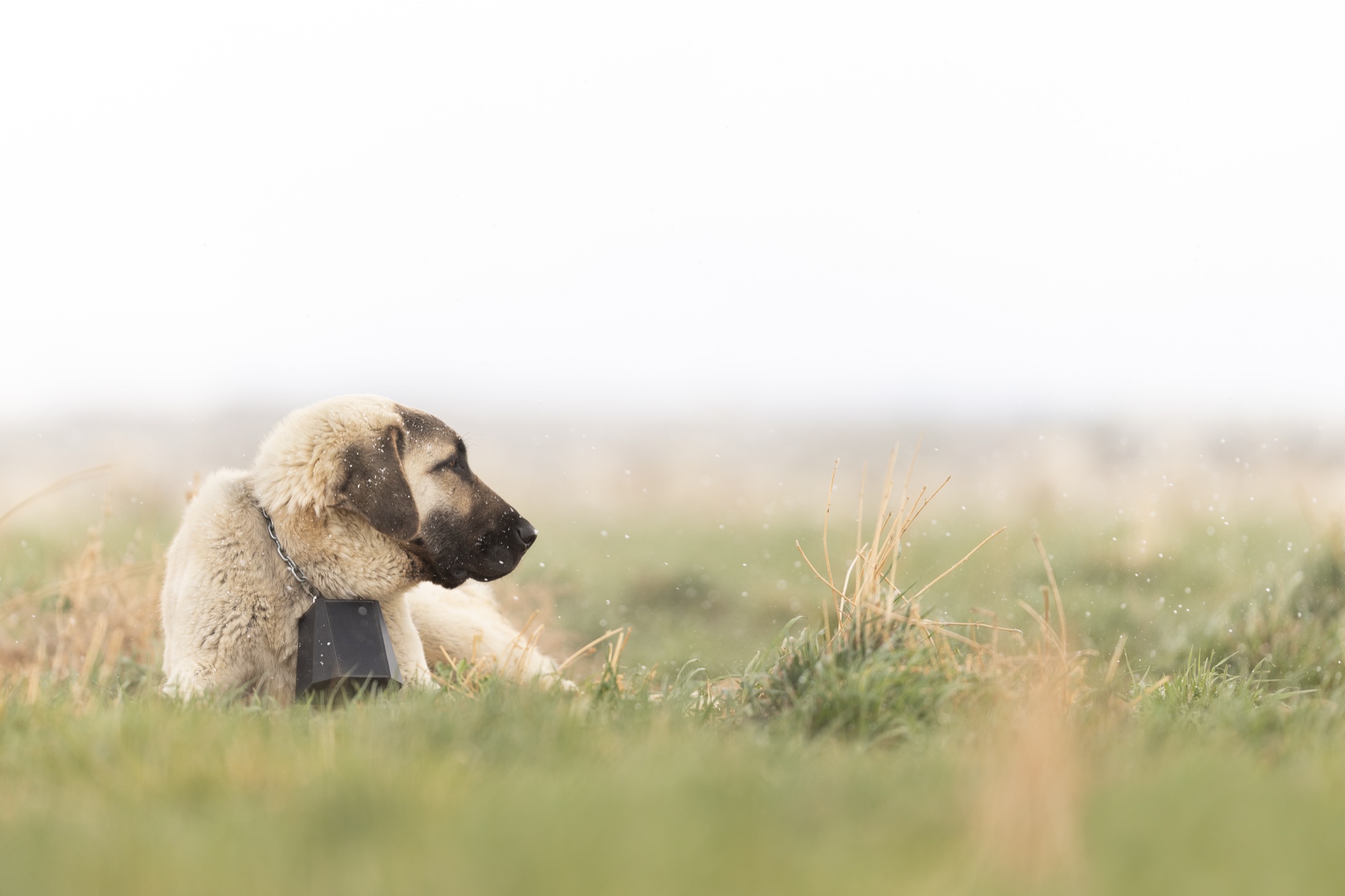 StayTrack solar-powered collar