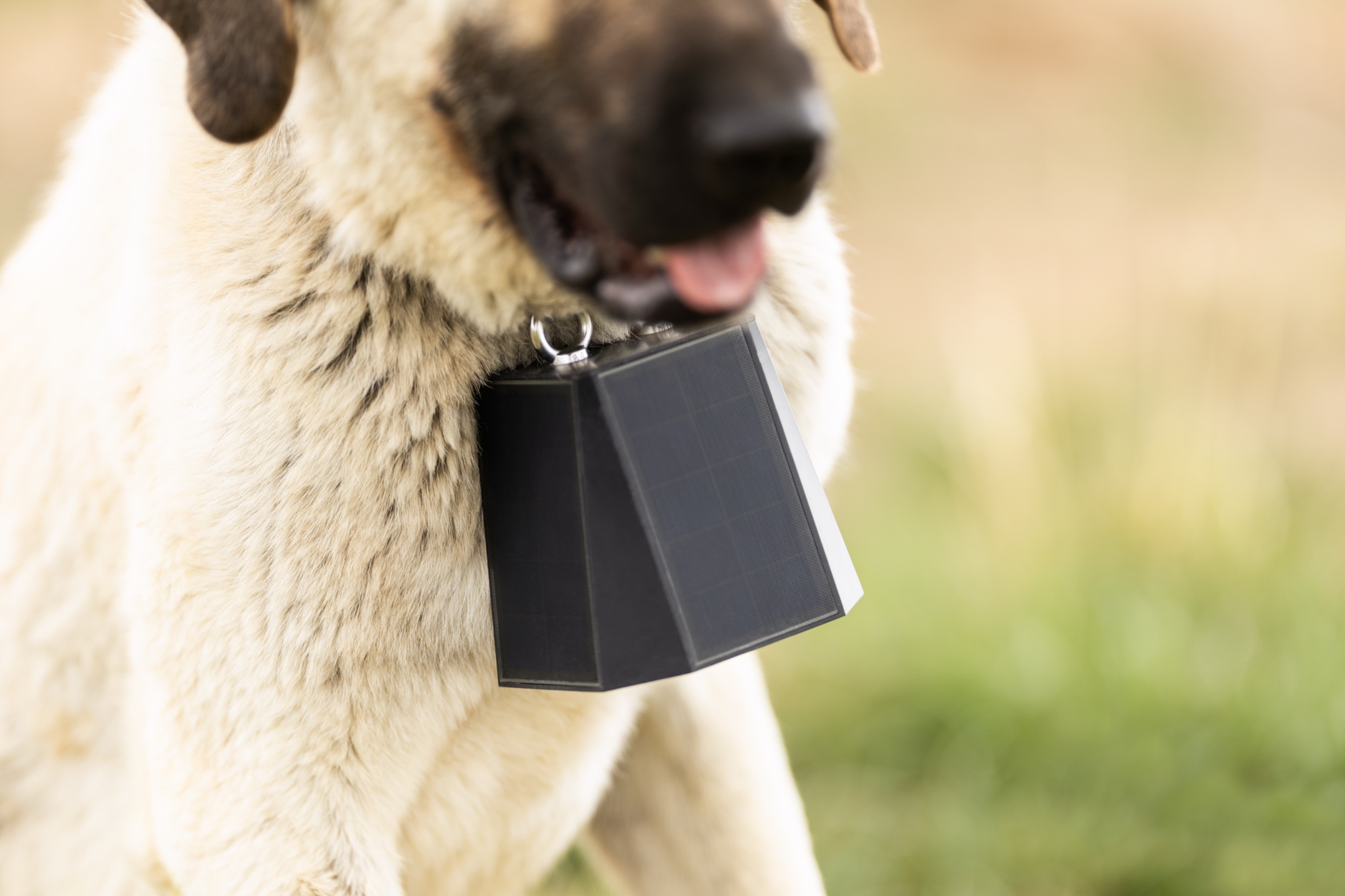 Putting StayTrack collar on a guardian dog