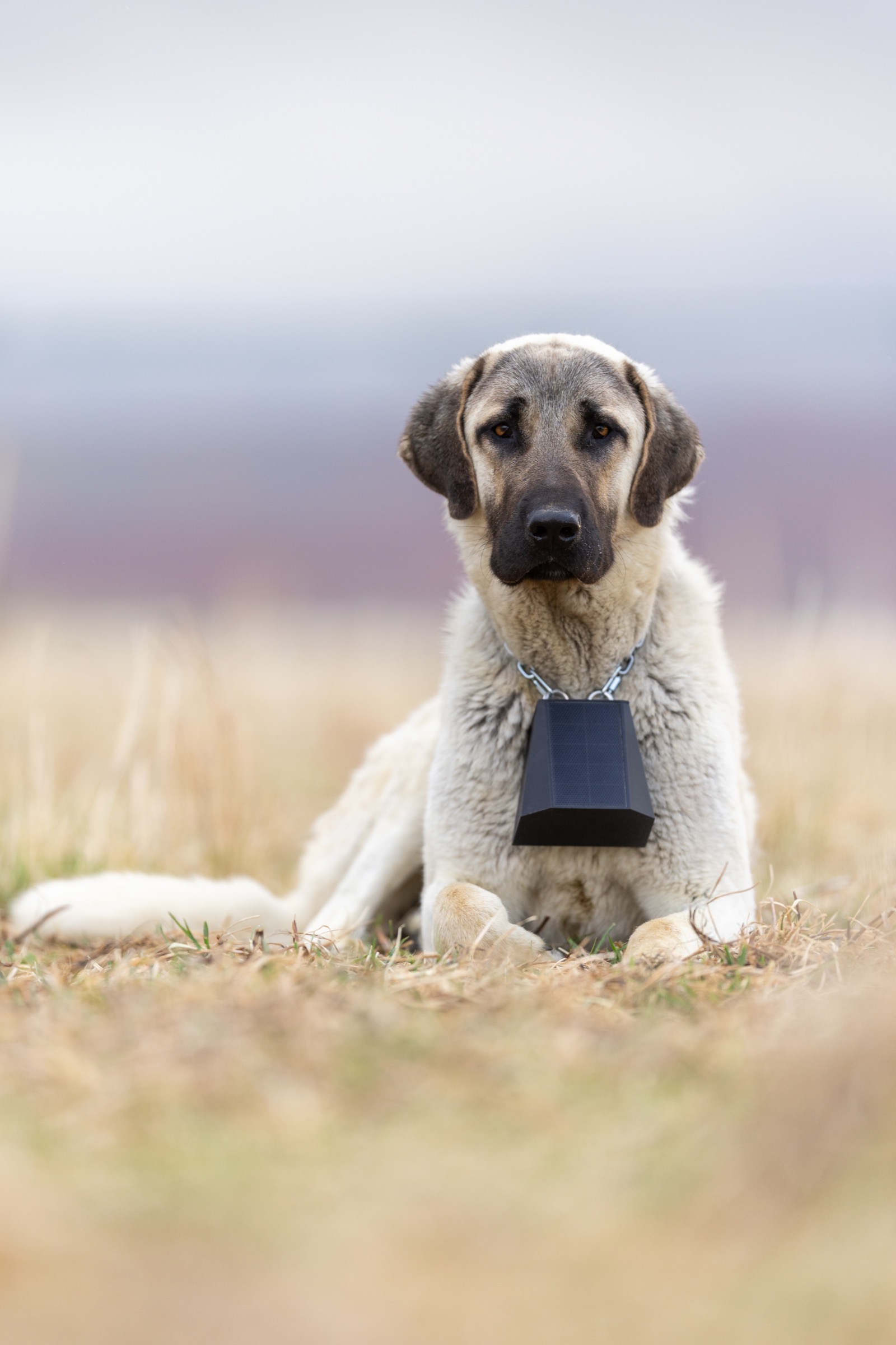 Anatolian shepherd wearing StayTrack collar