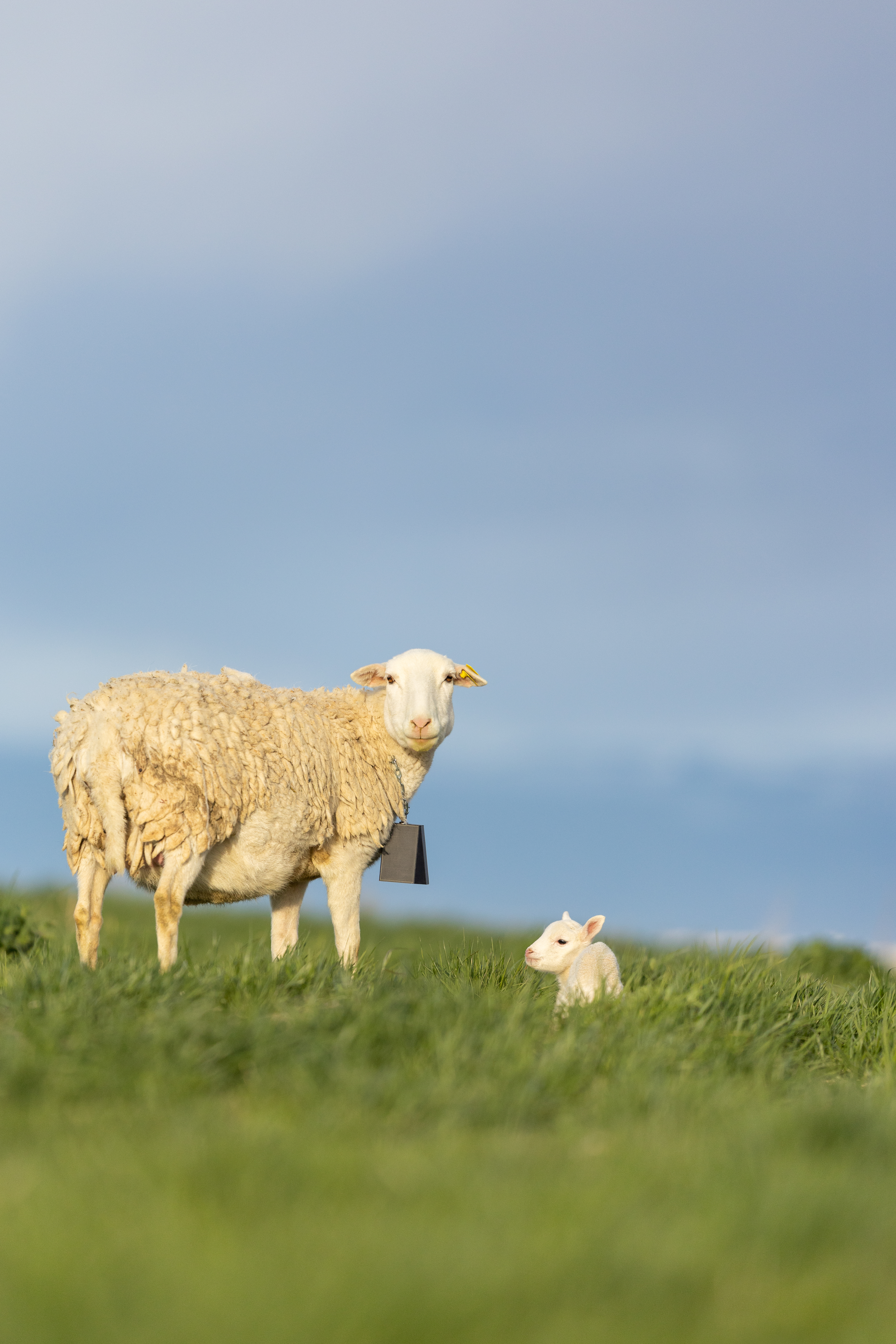 Sheep wearing FlockTrack collar